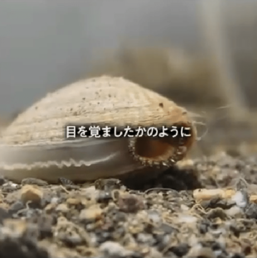 アサリが元気に（@morikonnyakuさんより提供）