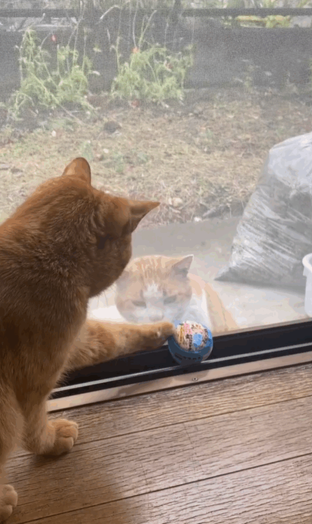 ボール遊びのお誘い（＠taisio5362さんより提供）