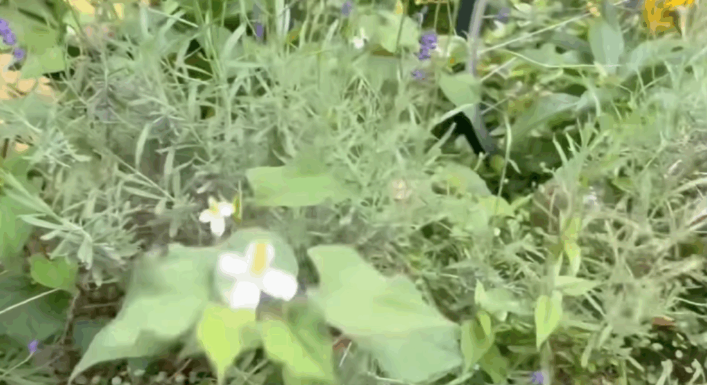 雑草がはびこる駐車場脇を…（@mimacoloryさんより提供）