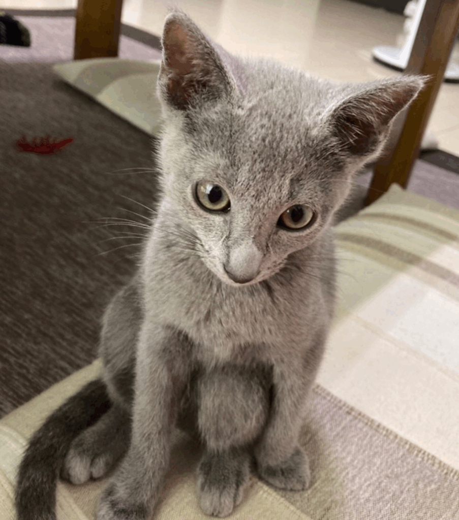 普段のとあくんの様子③（@mimimitomさんより提供）