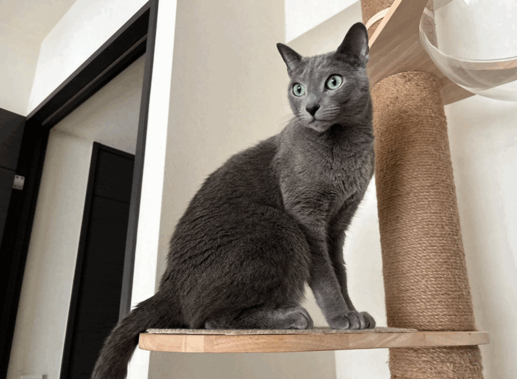 普段のとあくんの様子②（@mimimitomさんより提供）