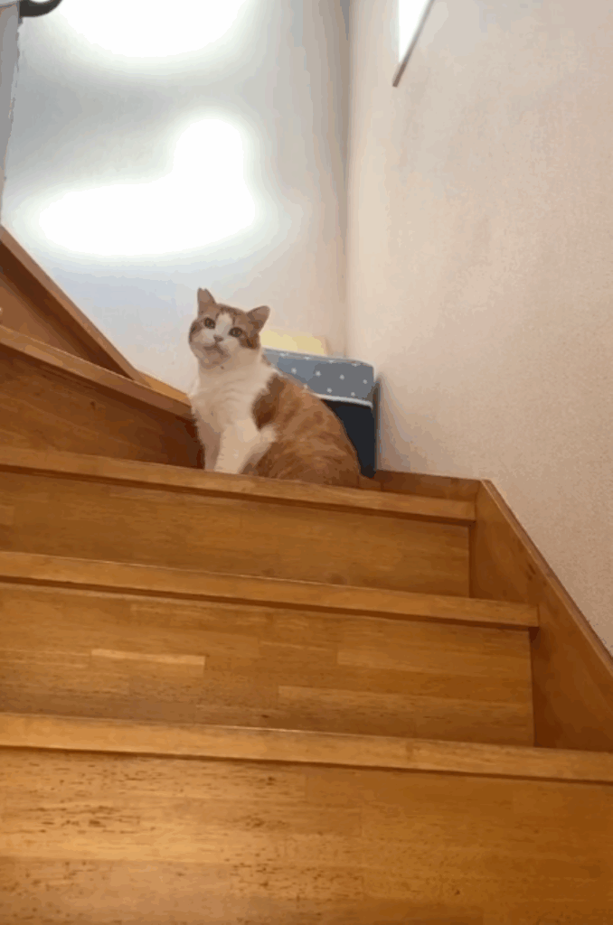 「スン」と元に戻る様子（＠taisio5362さんより提供）