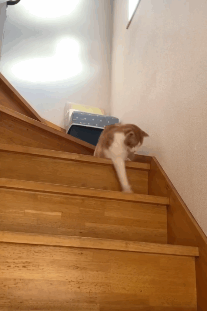 家で遊ぶ若林くん（＠taisio5362さんより提供）