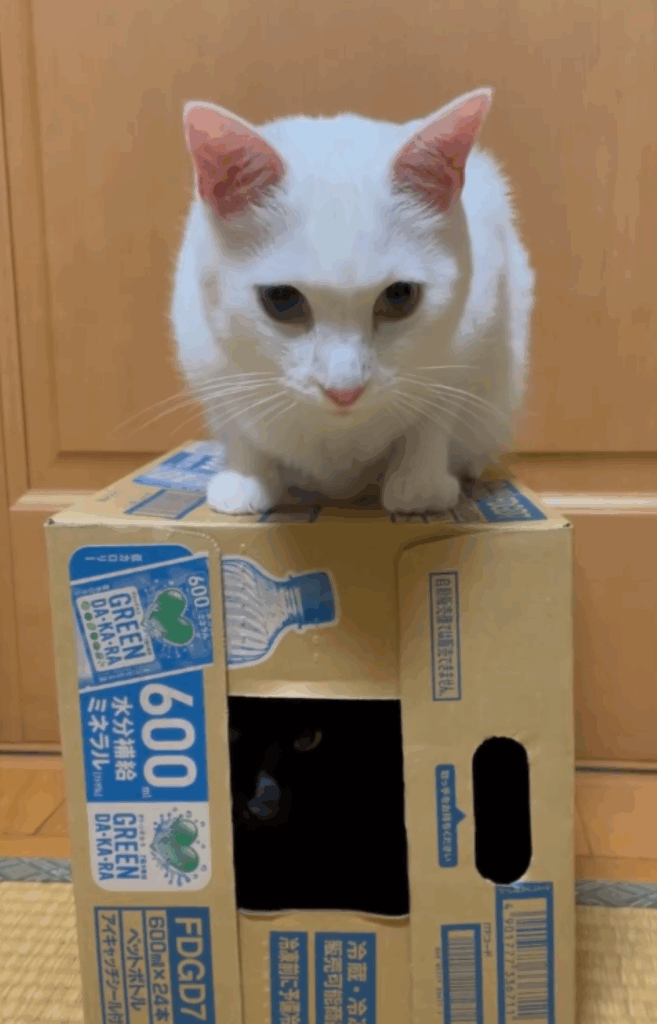 ダンボールで遊ぶ猫②（＠wadokabiさんより提供）
