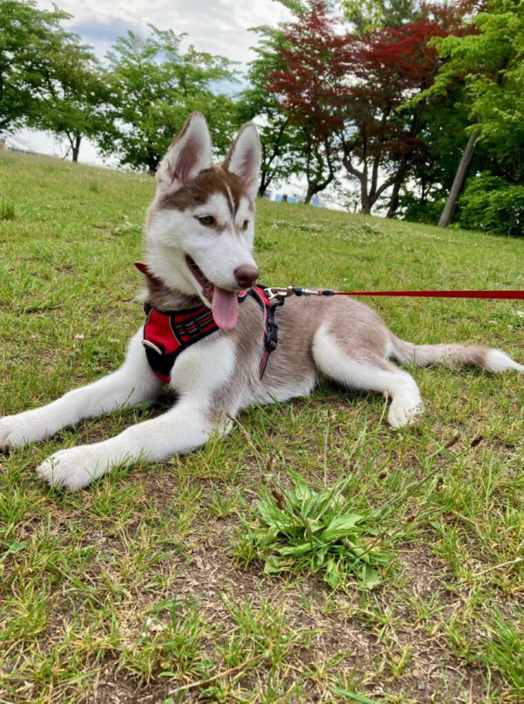 ユキサブロウちゃん④（＠Yukisaburou_216さんより提供）