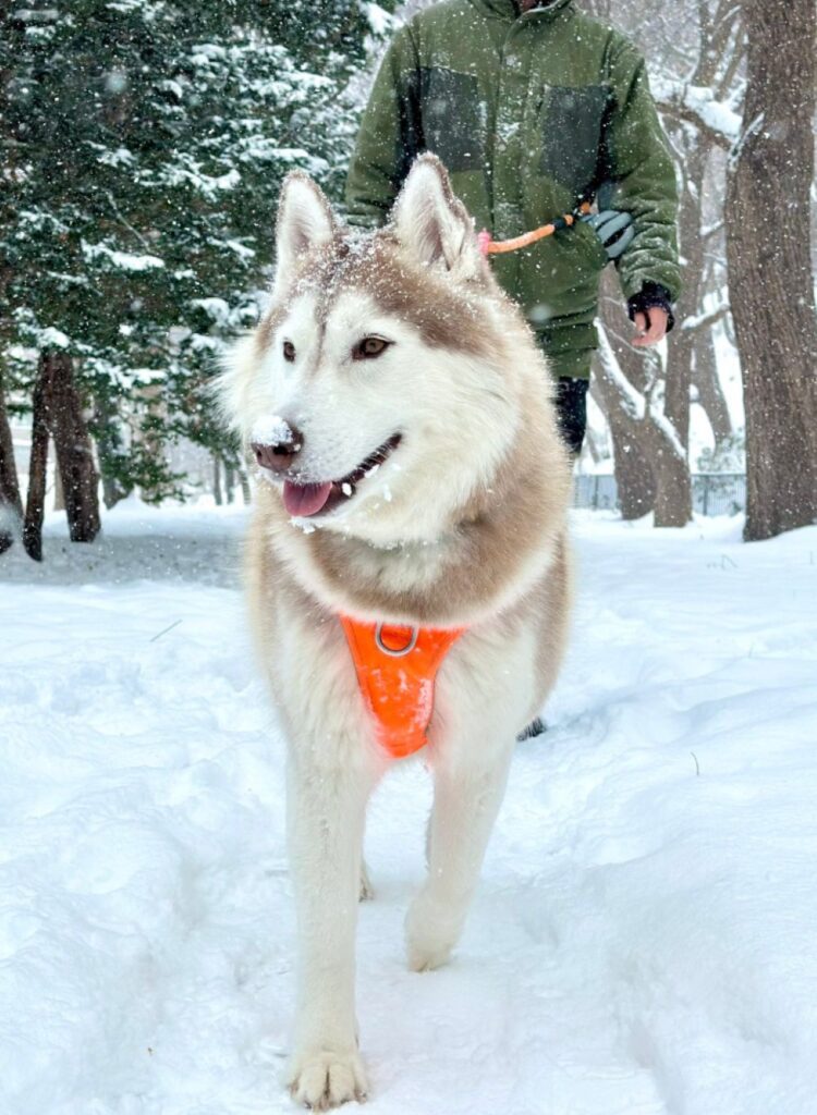 【実際の写真】　飼い主さんが見た光景