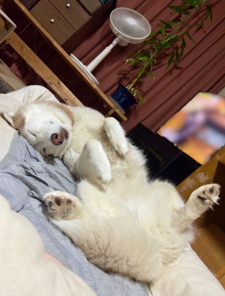 ユキサブロウちゃん②（＠Yukisaburou_216さんより提供）