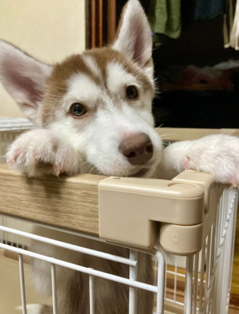 ユキサブロウちゃん①（＠Yukisaburou_216さんより提供）