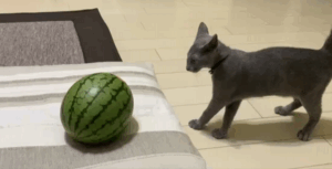 スイカを見つけた猫のまさかの行動に仰天！「笑えるｗ」