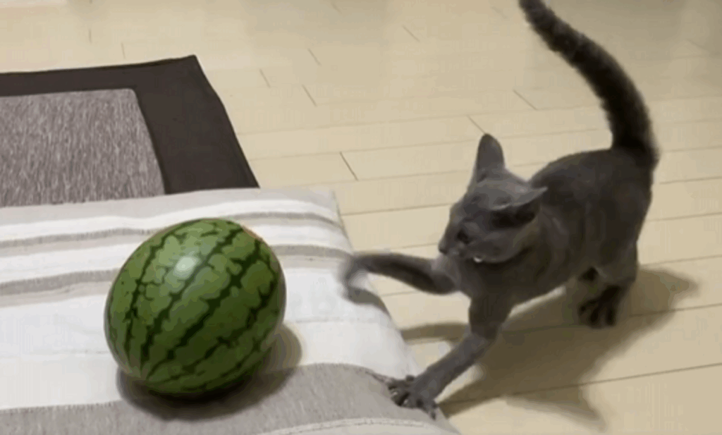 【実際の写真6枚】　飼い主さんが見た光景