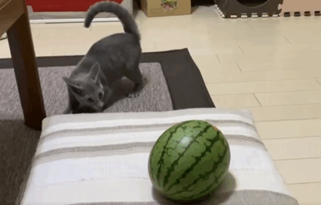 スイカに超警戒するとあくん（@mimimitomさんより提供）