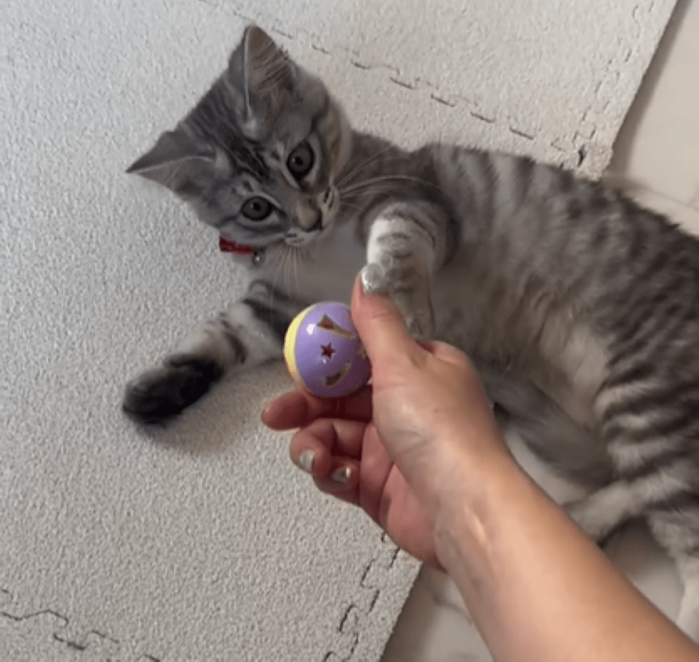 むぎ太くん④（＠mugita_515さんより提供）