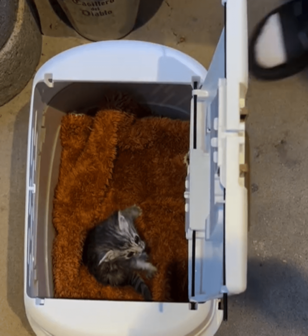 婚姻届を出した日に保護猫と出会った結果　→1年後の姿に「幸せなファミリー」「美形」「素敵な縁ですね」