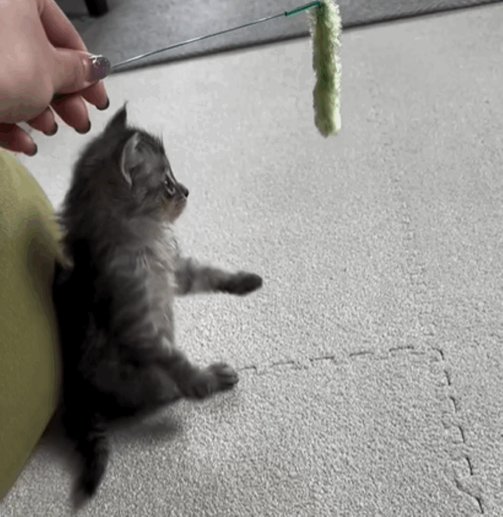 むぎ太くん③（＠mugita_515さんより提供）