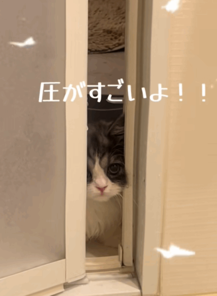 圧のあるトトロくん（＠nekonototoro58さんより提供）