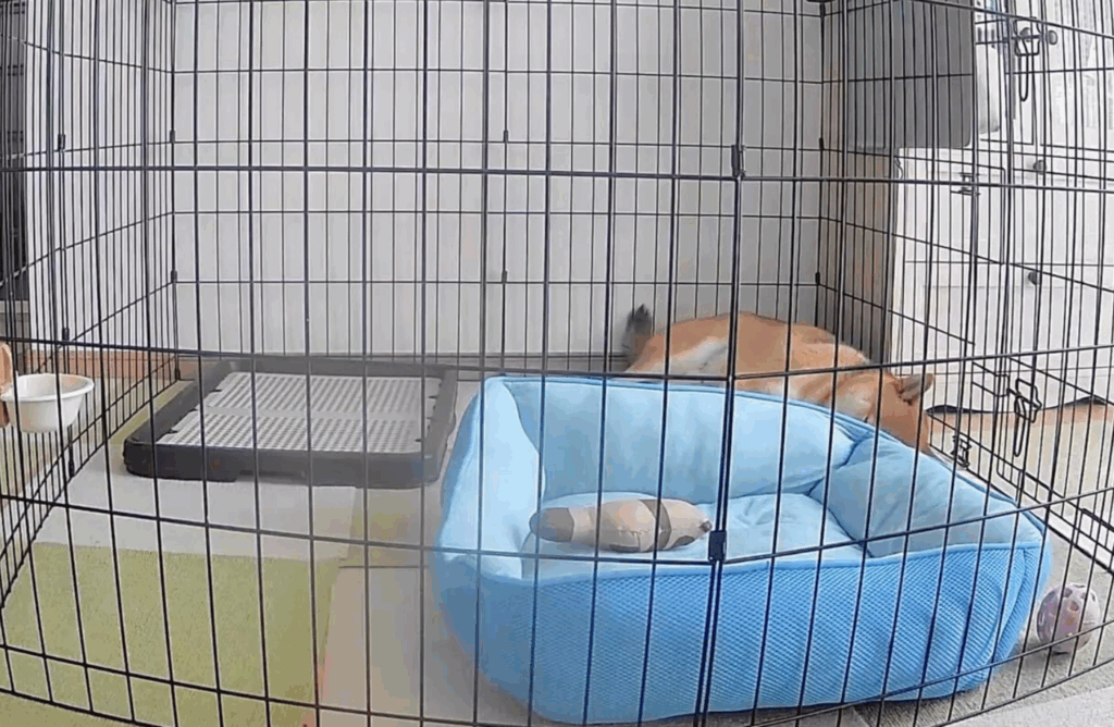 ぬいぐるみに自分のベッドを譲るぎんじろうくん（@mary_ginjiさんより提供）