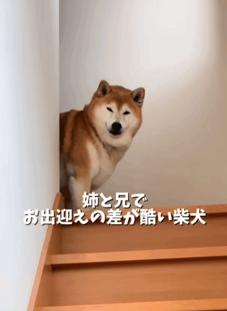 お出迎えの差が極端すぎる柴犬（@happinessboy0104さんより提供）