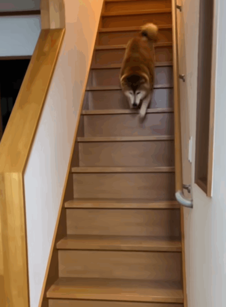 お姉さんのときはすぐに階段を下りてきて…（@happinessboy0104さんより提供）