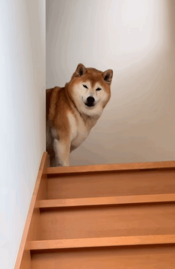 階段も降りず、こちらの様子を伺うのみ…（@happinessboy0104さんより提供）