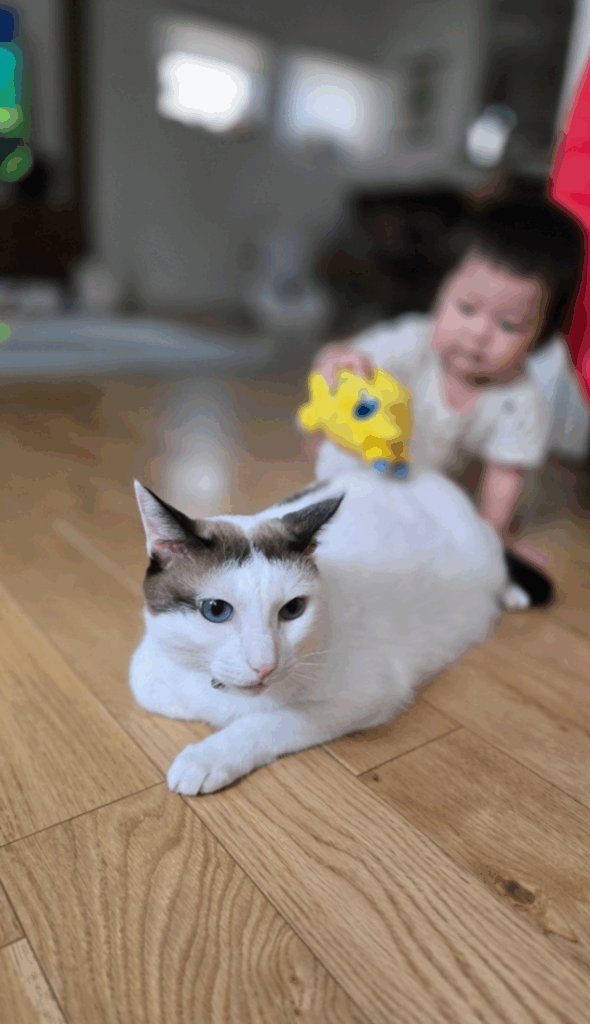 普段のつくねちゃんの様子（@tsukune216さんより提供）