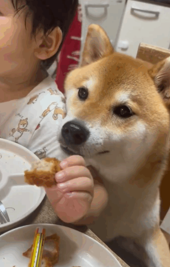 ご飯を狙うよもぎくん①（＠yomogi_shibainuさんより提供）