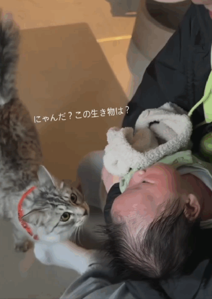 赤ちゃんに戸惑うむぎ太くん（@mugita_515さんより提供）