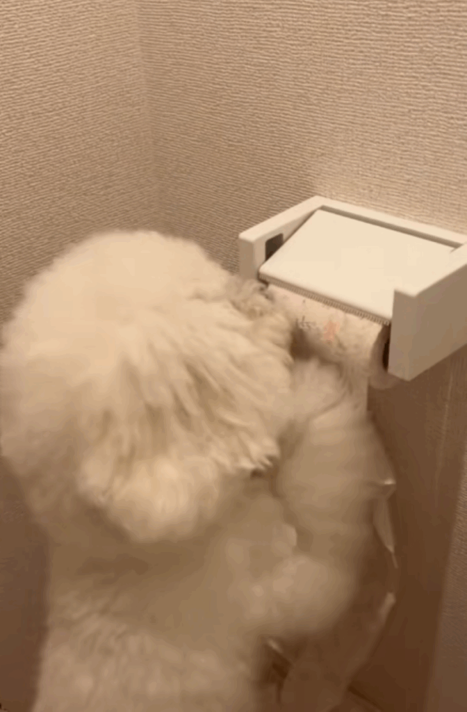 トイレットペーパーで遊ぶめるくん①（＠bichon_meruさんより提供）