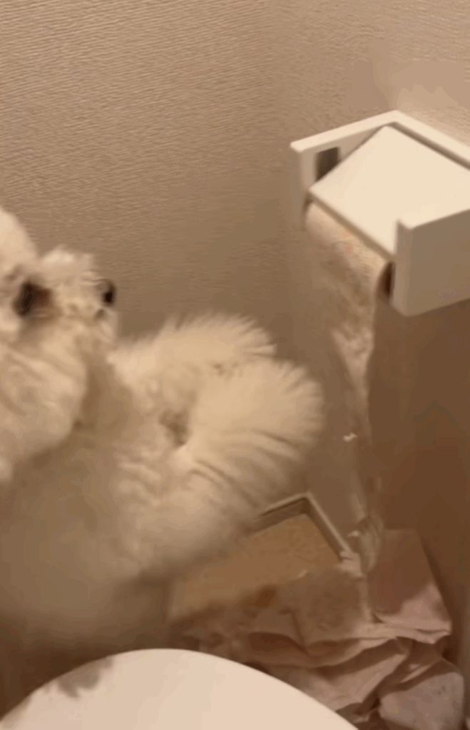 トイレットペーパーで遊ぶめるくん②（＠bichon_meruさんより提供）