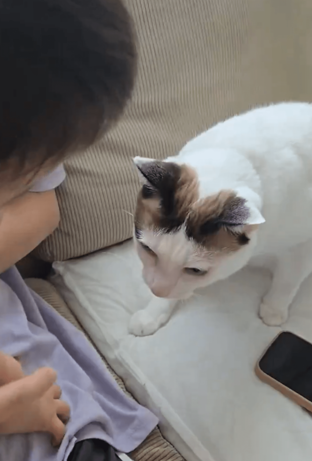 保護猫カフェで“運命の出会い”を果たして迎えた猫。初めて見る“赤ちゃん”に向けた行動に…「優しい世界」「保育士ならぬ保育猫」
