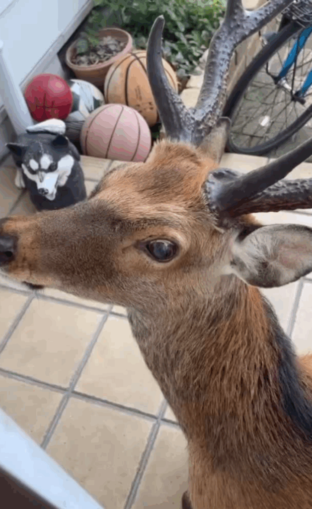 玄関を占領するシカ（@bar_laughtale.hinaさんより提供）