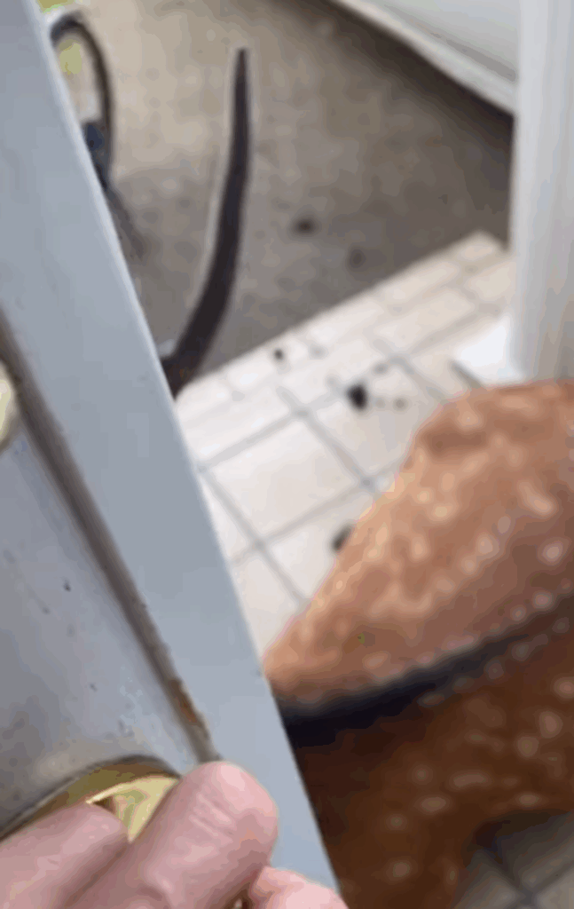 【実際の写真】信じがたい来客