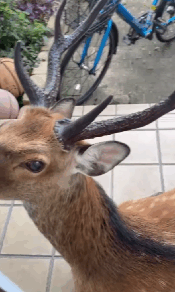 「休んでます」とでも言いたげな顔（@bar_laughtale.hinaさんより提供）