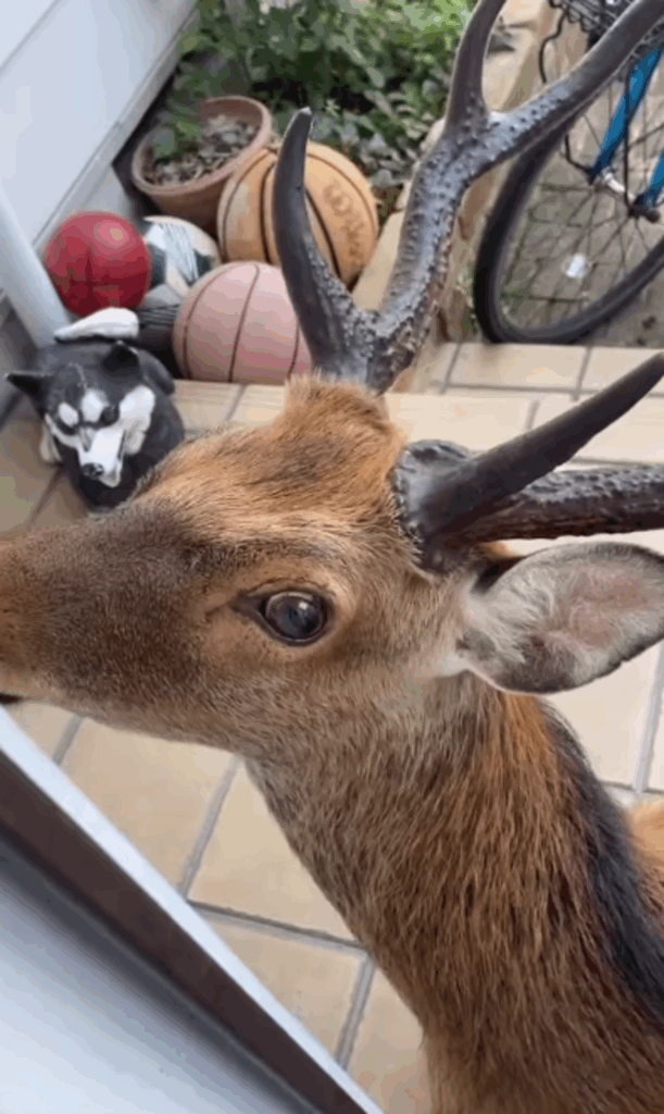 玄関先に野生のシカが！（@bar_laughtale.hinaさんより提供）