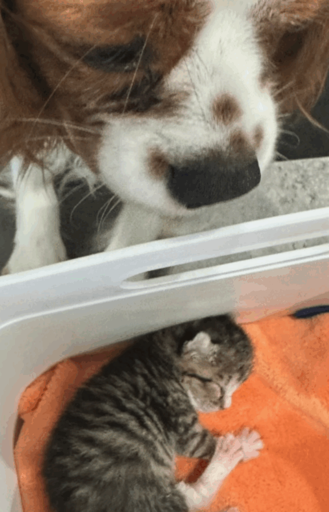 見守る先住犬②（＠yoppy0515さんより提供）