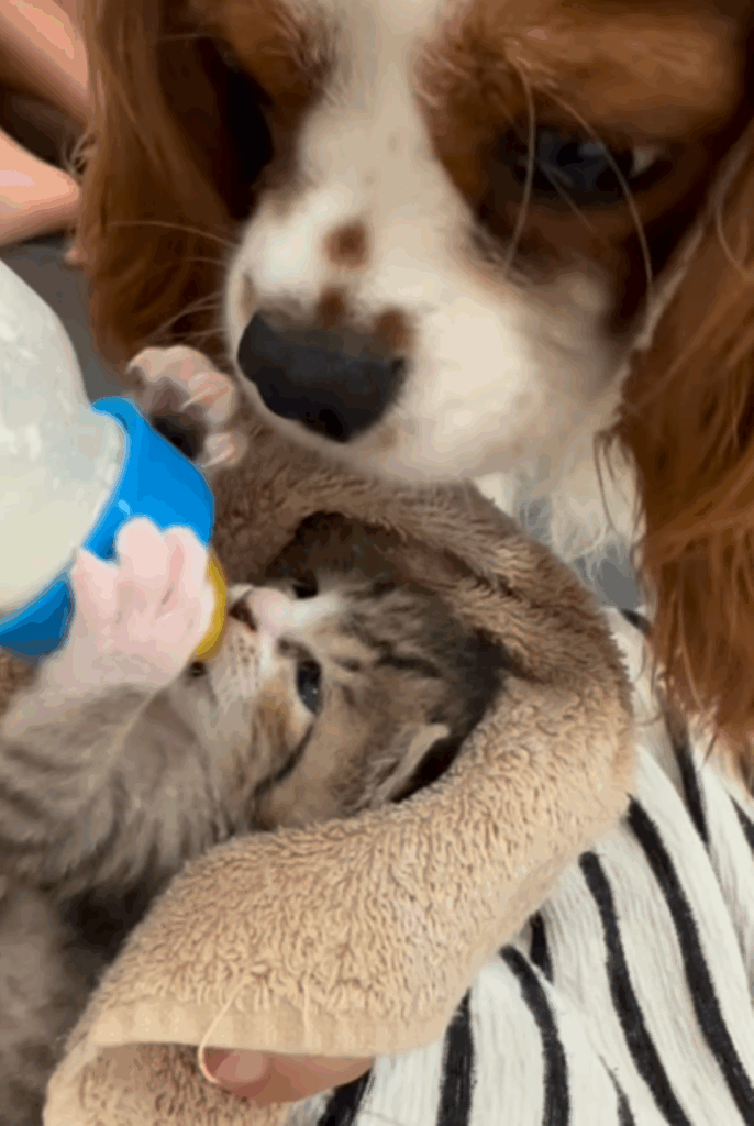 お世話をする先住犬（＠yoppy0515さんより提供）