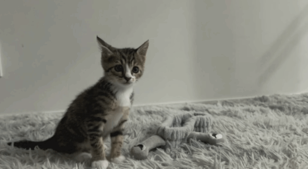 成長した保護猫（＠yoppy0515さんより提供）