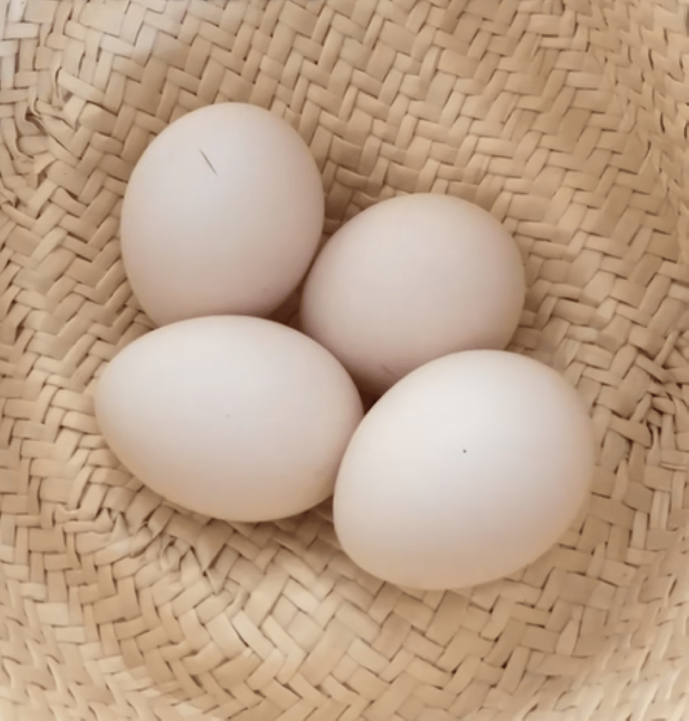 ご近所さんにもらった卵　→大切に育てた結果…まさかの結果に「すごい」「かわいい」「感動する」