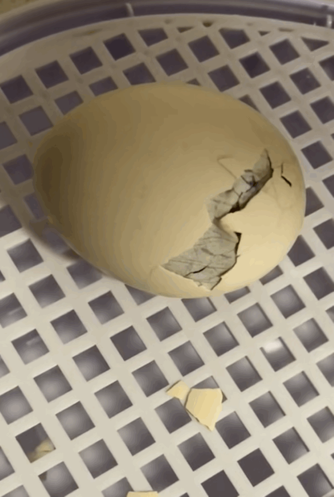 殻が割れる瞬間（＠55gurasiさんより提供）