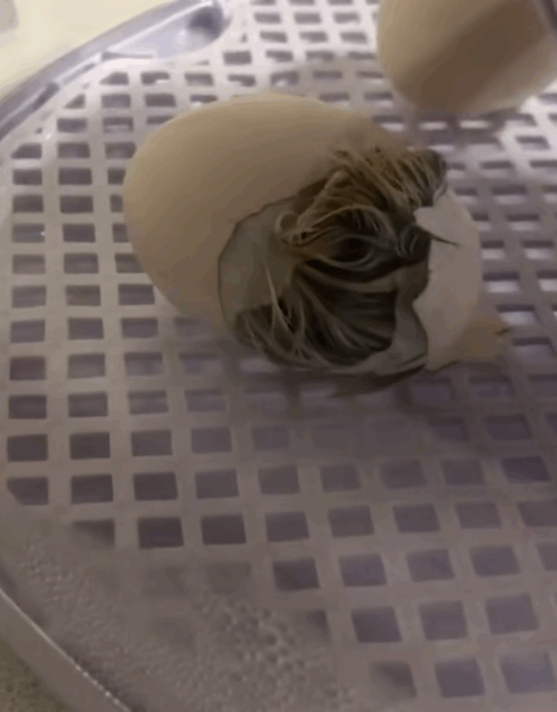 少しずつ体が見える瞬間（＠55gurasiさんより提供）