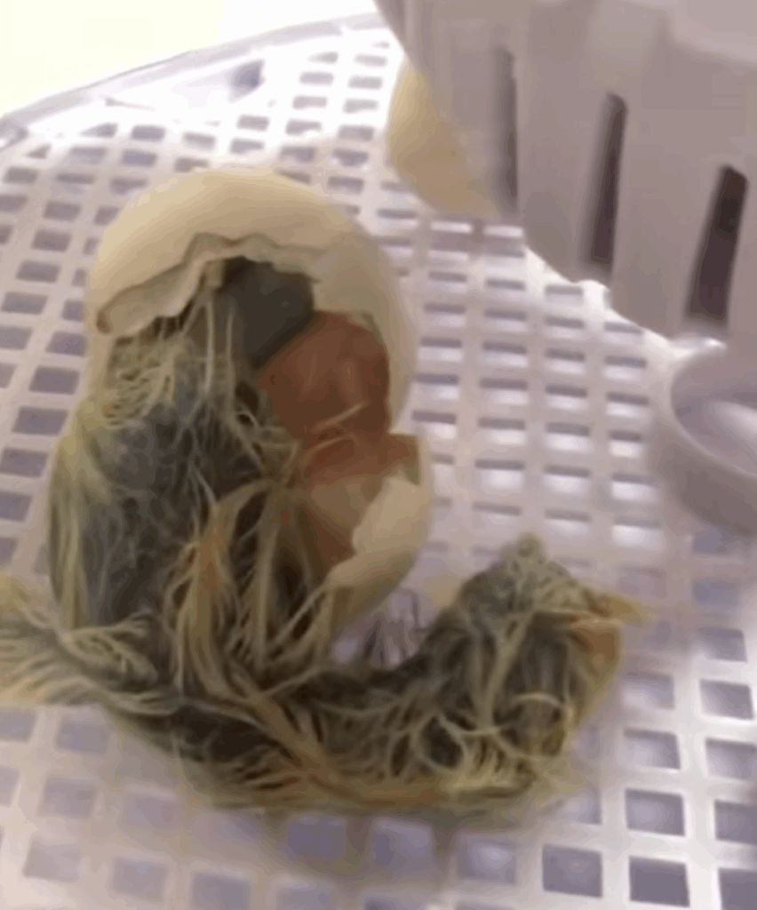 誕生シーン（＠55gurasiさんより提供）