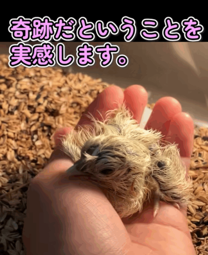 奇跡の誕生＠55gurasiさんより提供）