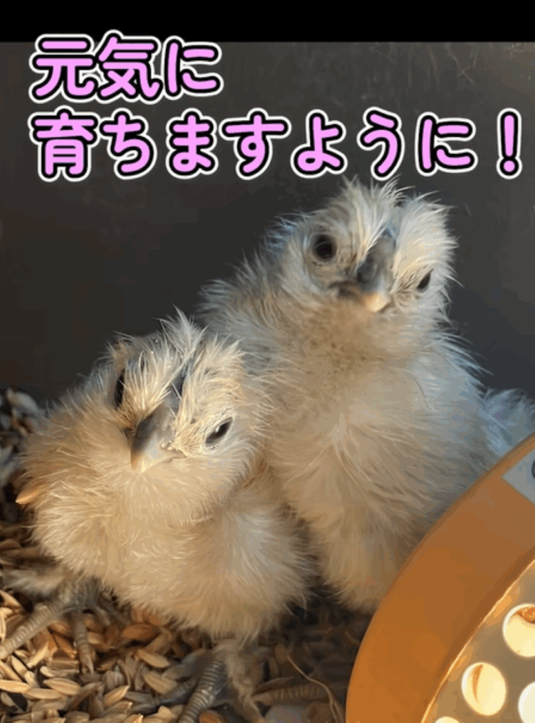 2匹の雛の成長（＠55gurasiさんより提供）
