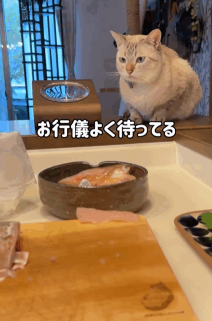 お行儀良く待つ姿（＠ccchisa76さんより提供）