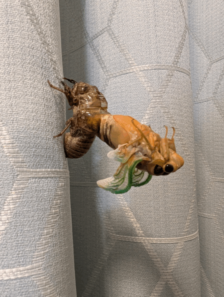 脱皮の瞬間（@torish935さんより提供）