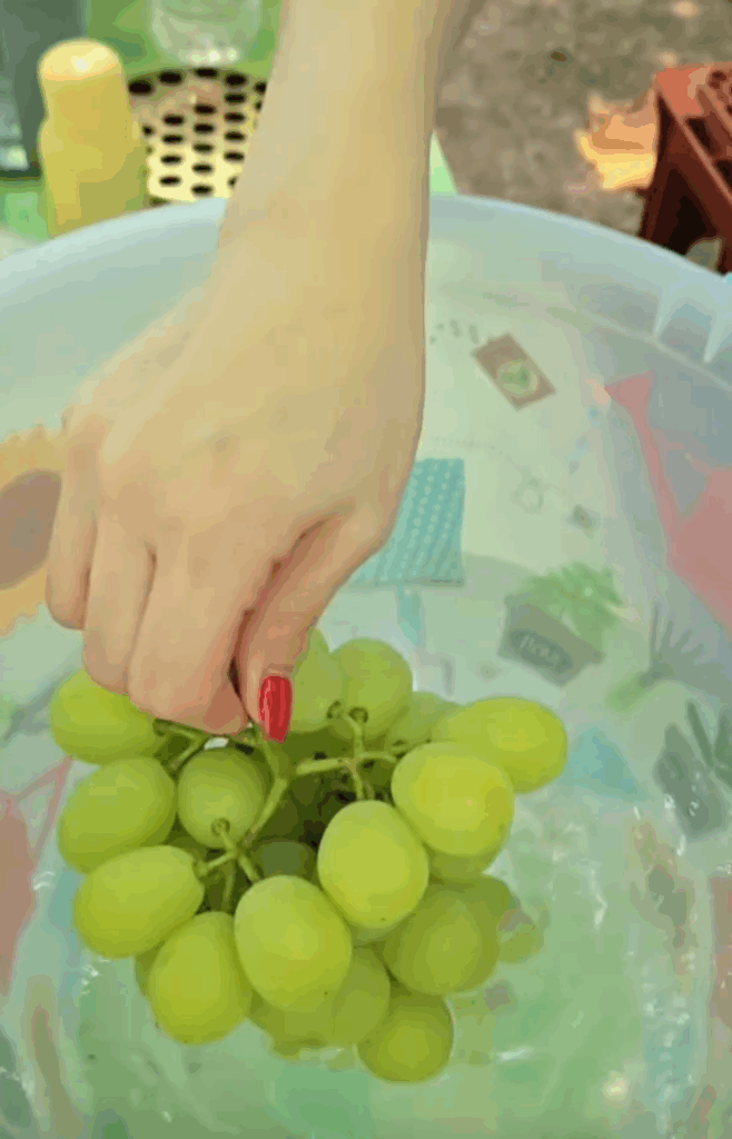 緑のぶどうは…？（@risaronさんより提供）