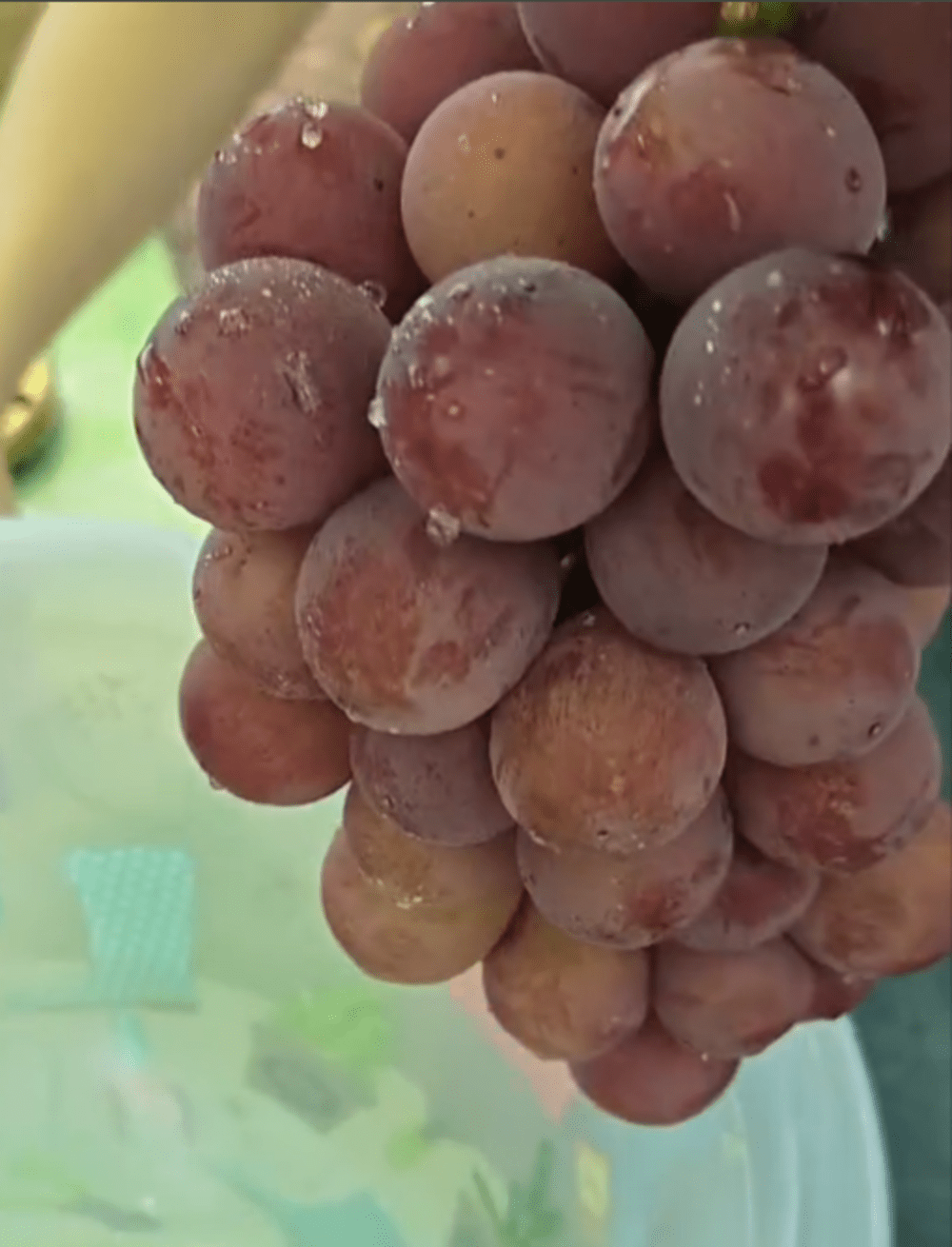 とれたてのブドウ。水に浸すと起きる不思議な現象に…「美しい」「知らなかった」「凄い」