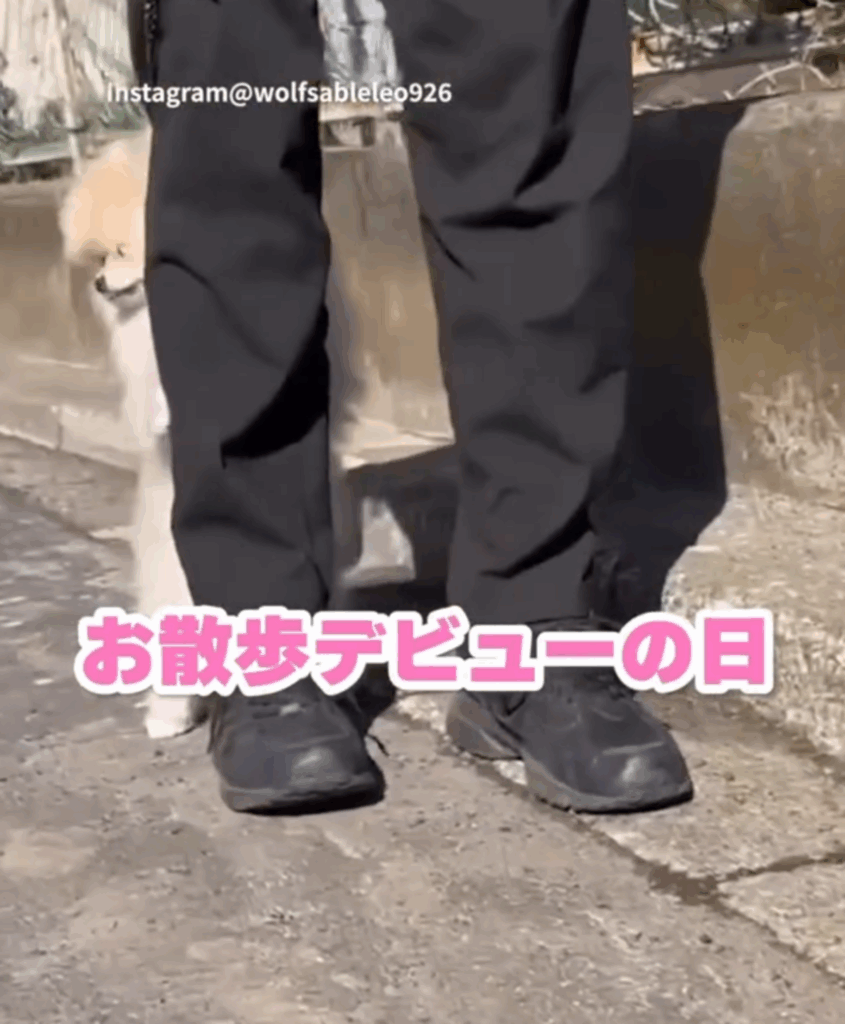お散歩デビューの日（@wolfsableleo926さんより提供）