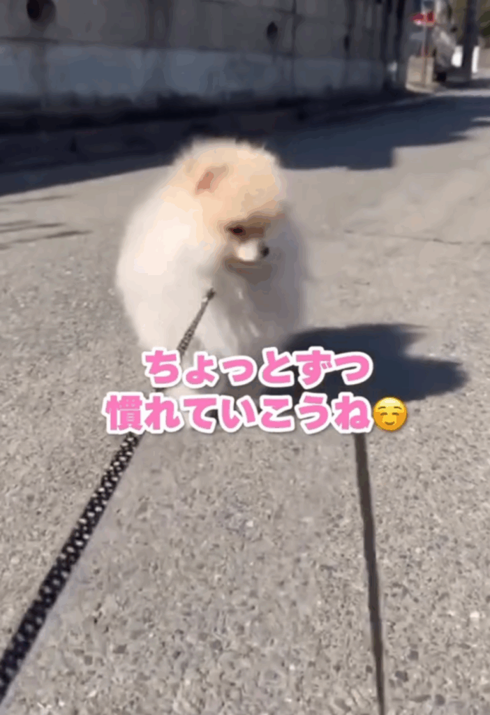 ちょっとずつ慣れていこうね（@wolfsableleo926さんより提供）