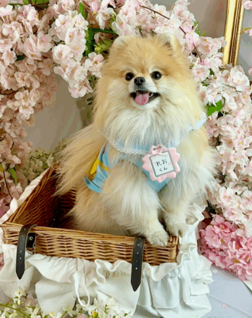 【実際の写真6枚】　飼い主さんが見た光景