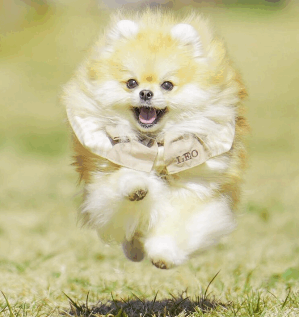 普段のレオくんの様子③（@wolfsableleo926さんより提供）